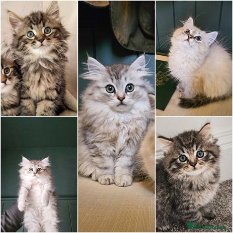 Siberian cats - Advert 4