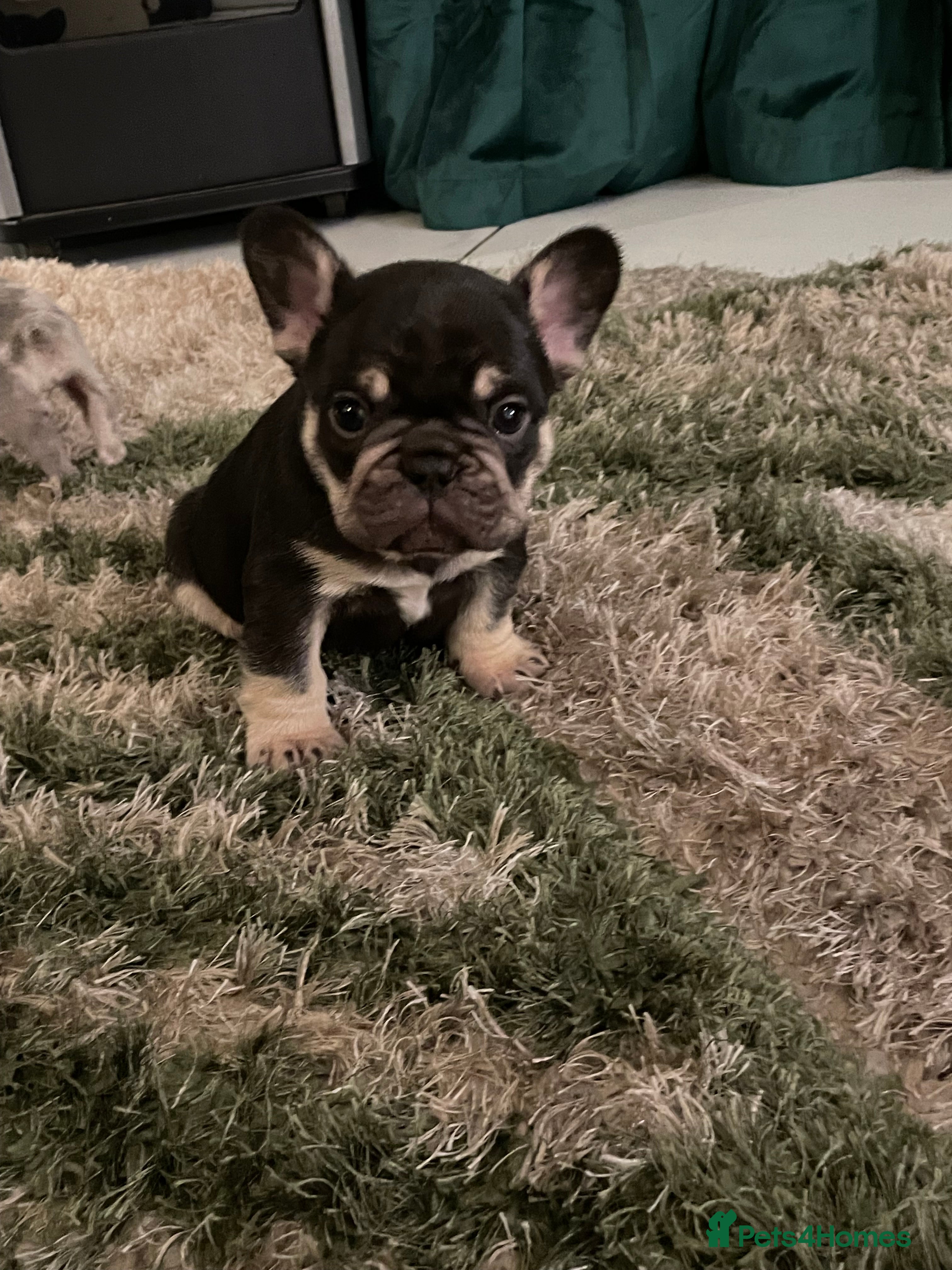 French Bulldog dogs Two boys remaining and 1 tiny girl  - Advert 17