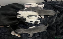 Staffordshire Bull Terrier dogs for sale: BEAUTIFUL STAFFY LITTER STUNNING COLOURS - Image 16