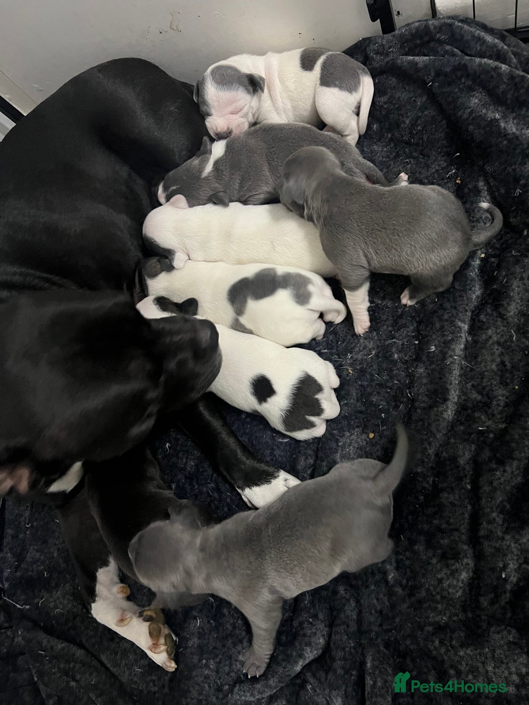 Staffordshire Bull Terrier dogs for sale: BEAUTIFUL STAFFY LITTER STUNNING COLOURS - Image 16