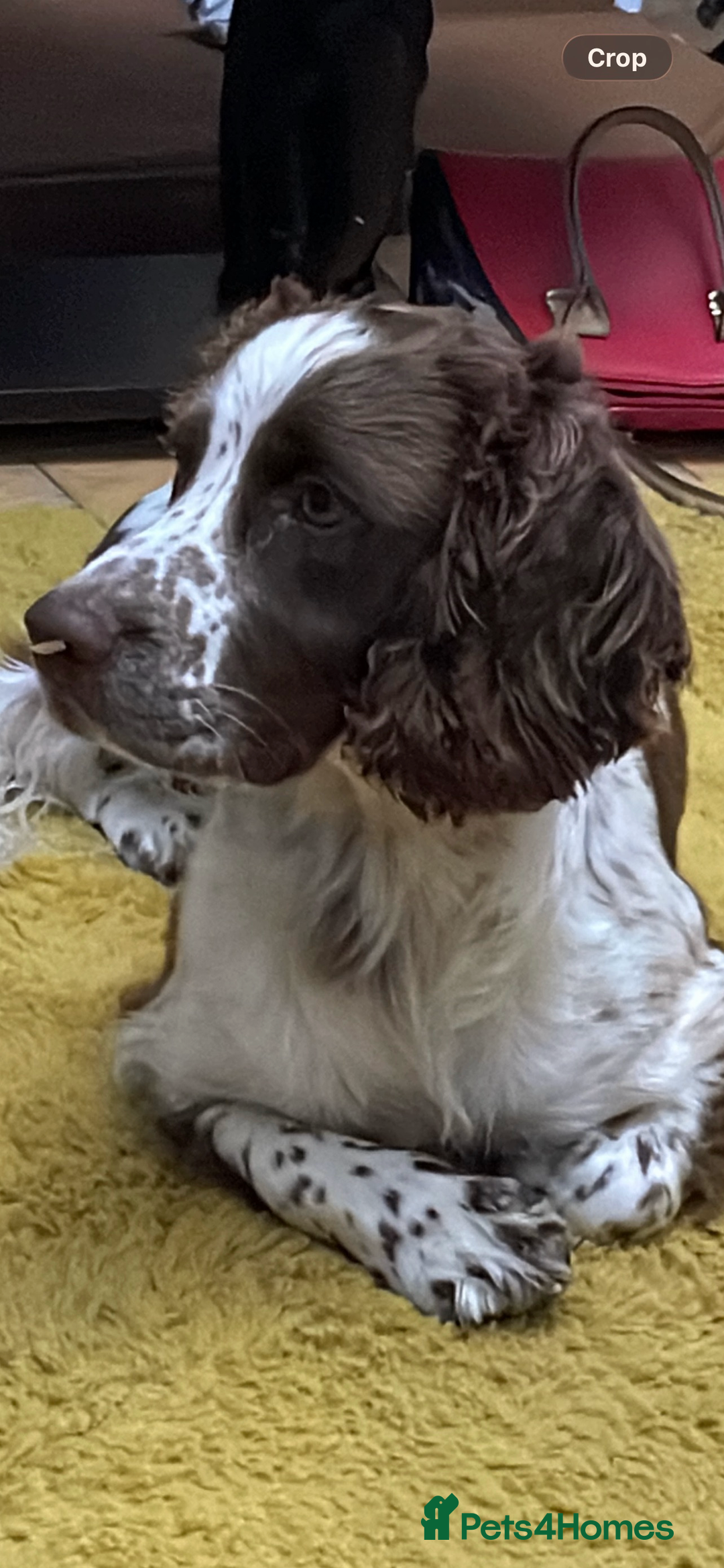 Mixed Breed dogs for sale: Beautiful Sprocker - Advert 1