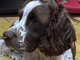 Mixed Breed dogs Beautiful Sprocker - Advert 1