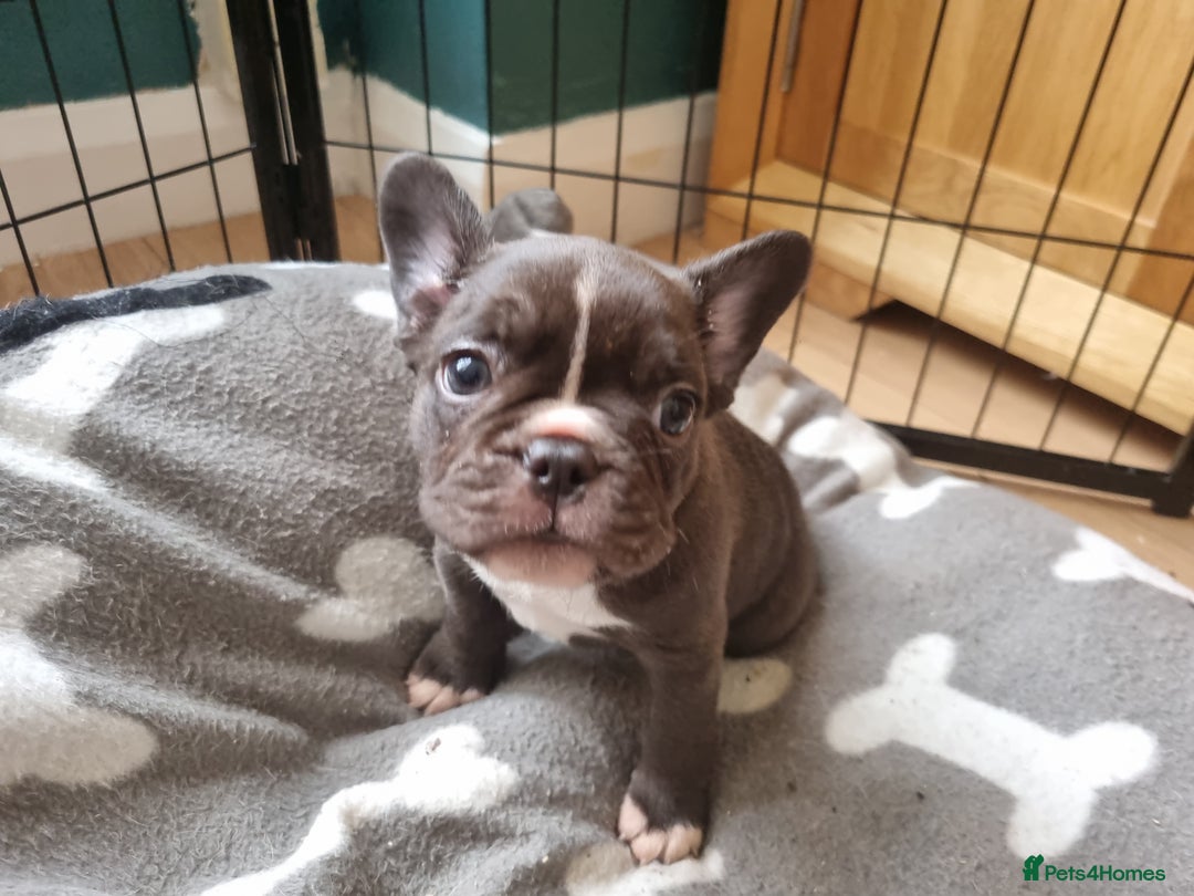French Bulldog dogs for sale: French bulldogs/ wire hair  - Image 3