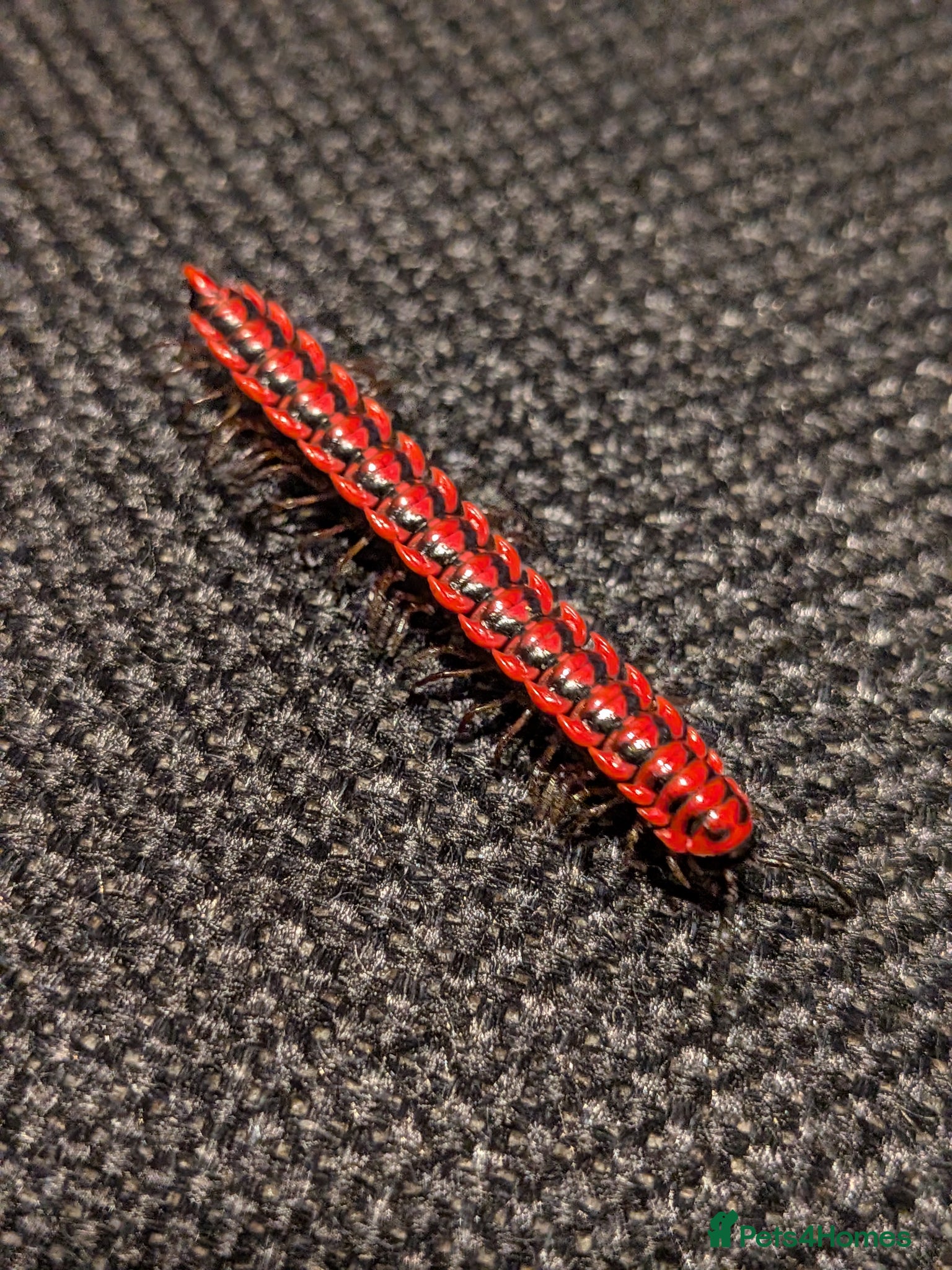 Mixed Breed invertebrates Pink Flatback Millipedes & Extinct Cave Roaches - Advert 14