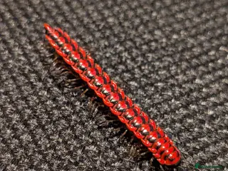 Mixed Breed invertebrates Pink Flatback Millipedes & Extinct Cave Roaches - Advert 4