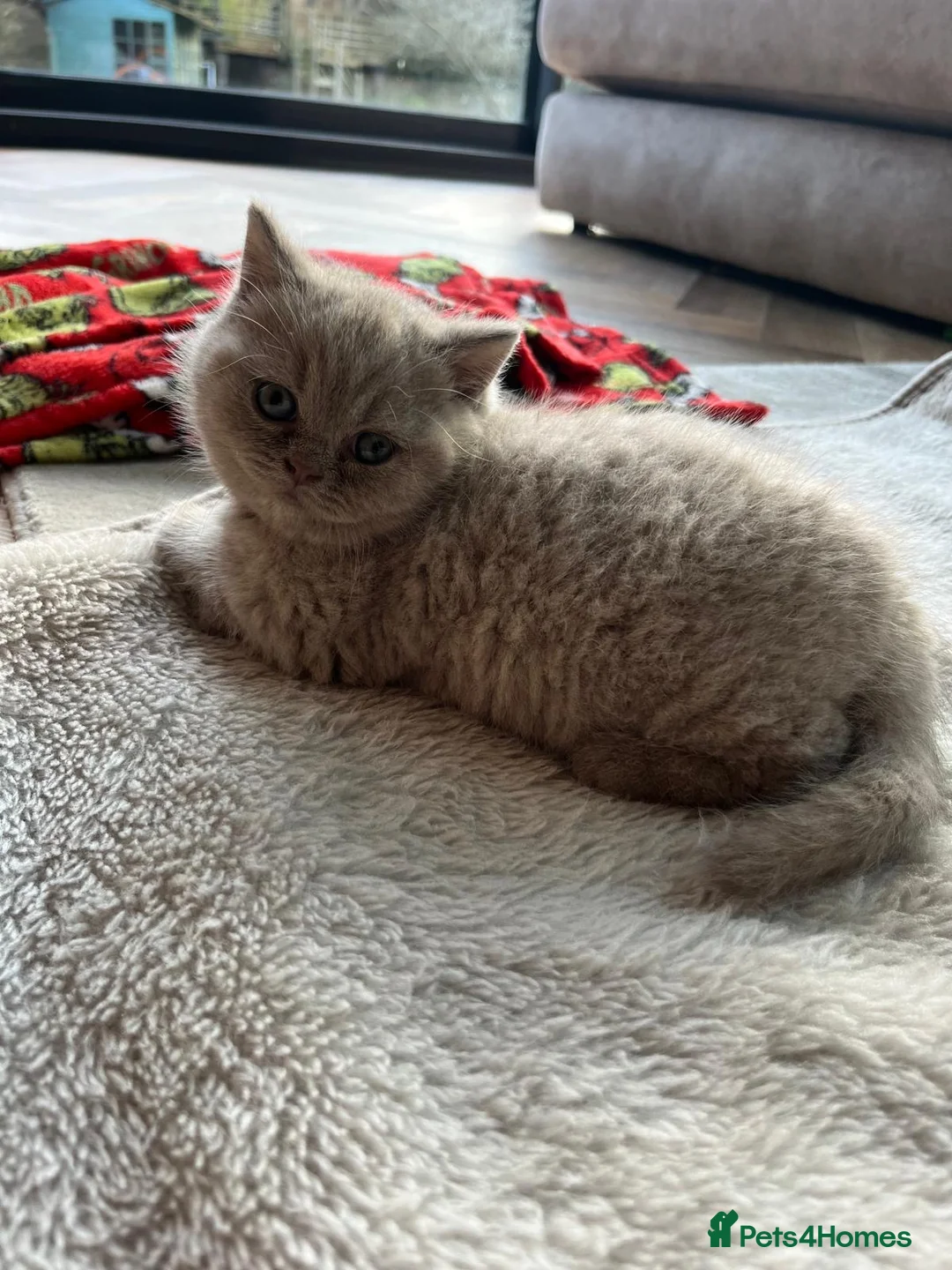 British Shorthair cats for sale: GCCF Full Pedigree Kittens £1200 in Leeds - Advert 7