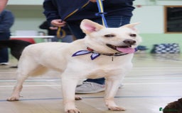 Mixed Breed dogs for adoption: Buddy - Norwich Norfolk  - Image 4