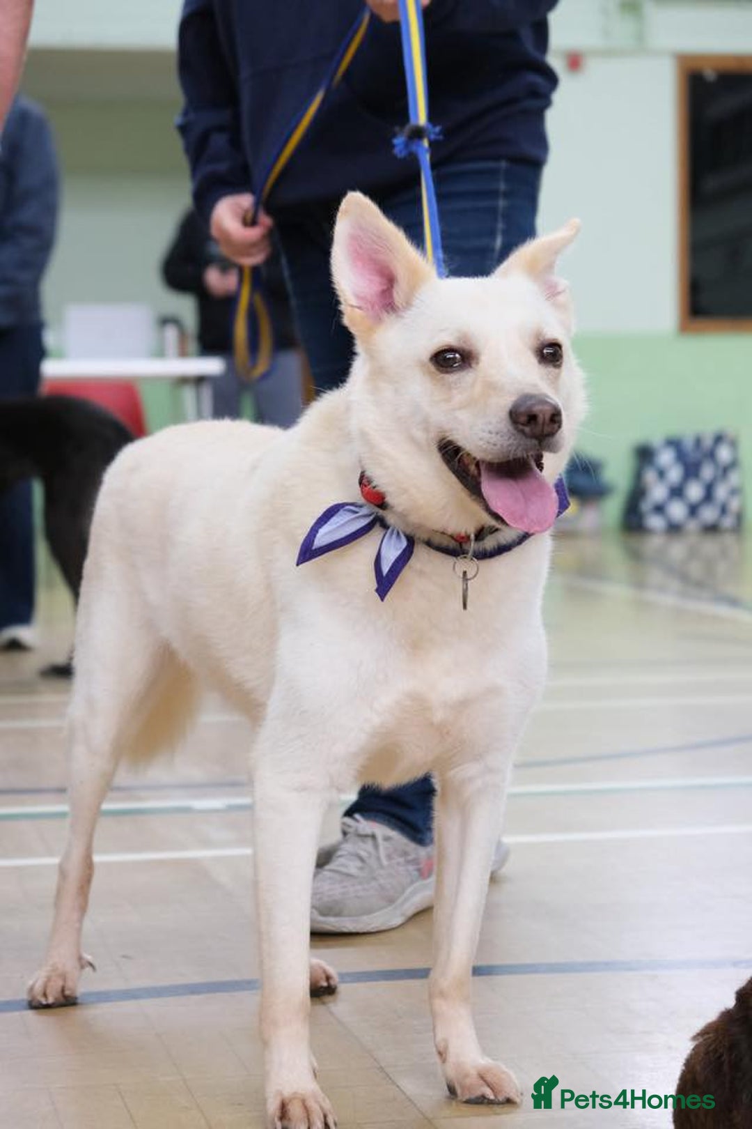 Mixed Breed dogs for adoption: Buddy - Norwich Norfolk  - Image 4