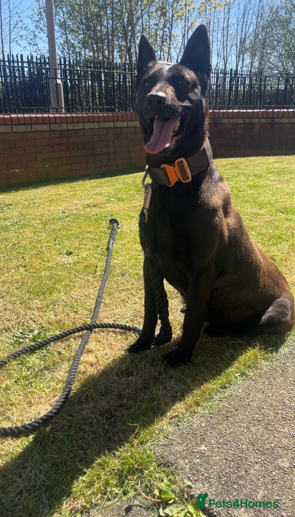 Belgian Shepherd Dog dogs Dutch herder’s for sale  - Advert 1