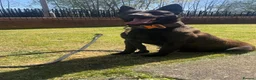 Belgian Shepherd Dog dogs for sale: Dutch herder’s for sale  in Liverpool - Advert 1
