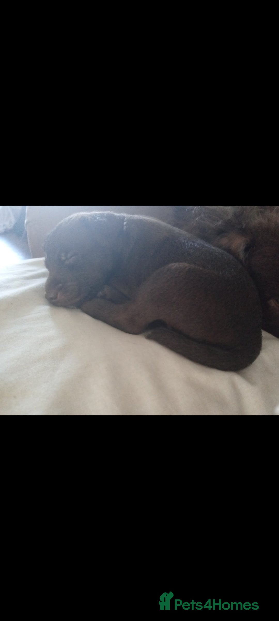 Patterdale Terrier dogs for sale: 15 week old Female Patterdale terriers puppies - Advert 6