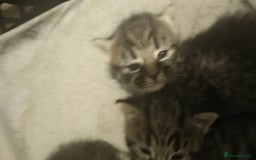 Domestic Shorthair cats for sale: Kittens looking for forever homes  - Image 6