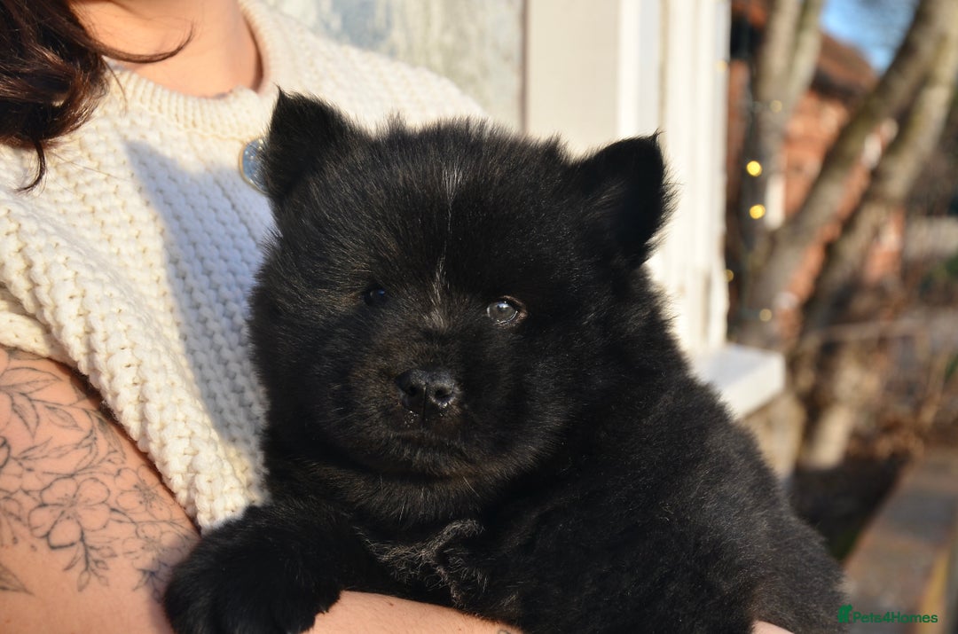 Mixed Breed dogs for sale: CHOWSKI PUPPYS READY TO GO!!  - Advert 17