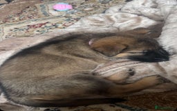 German Shepherd dogs for sale: German Shepherd Puppy  - Image 3