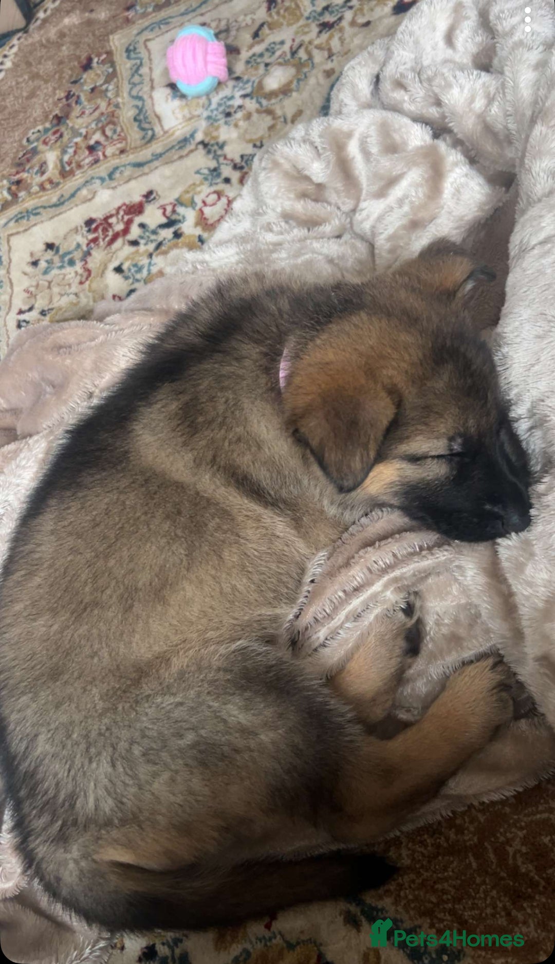 German Shepherd dogs for sale: German Shepherd Puppy  - Image 3