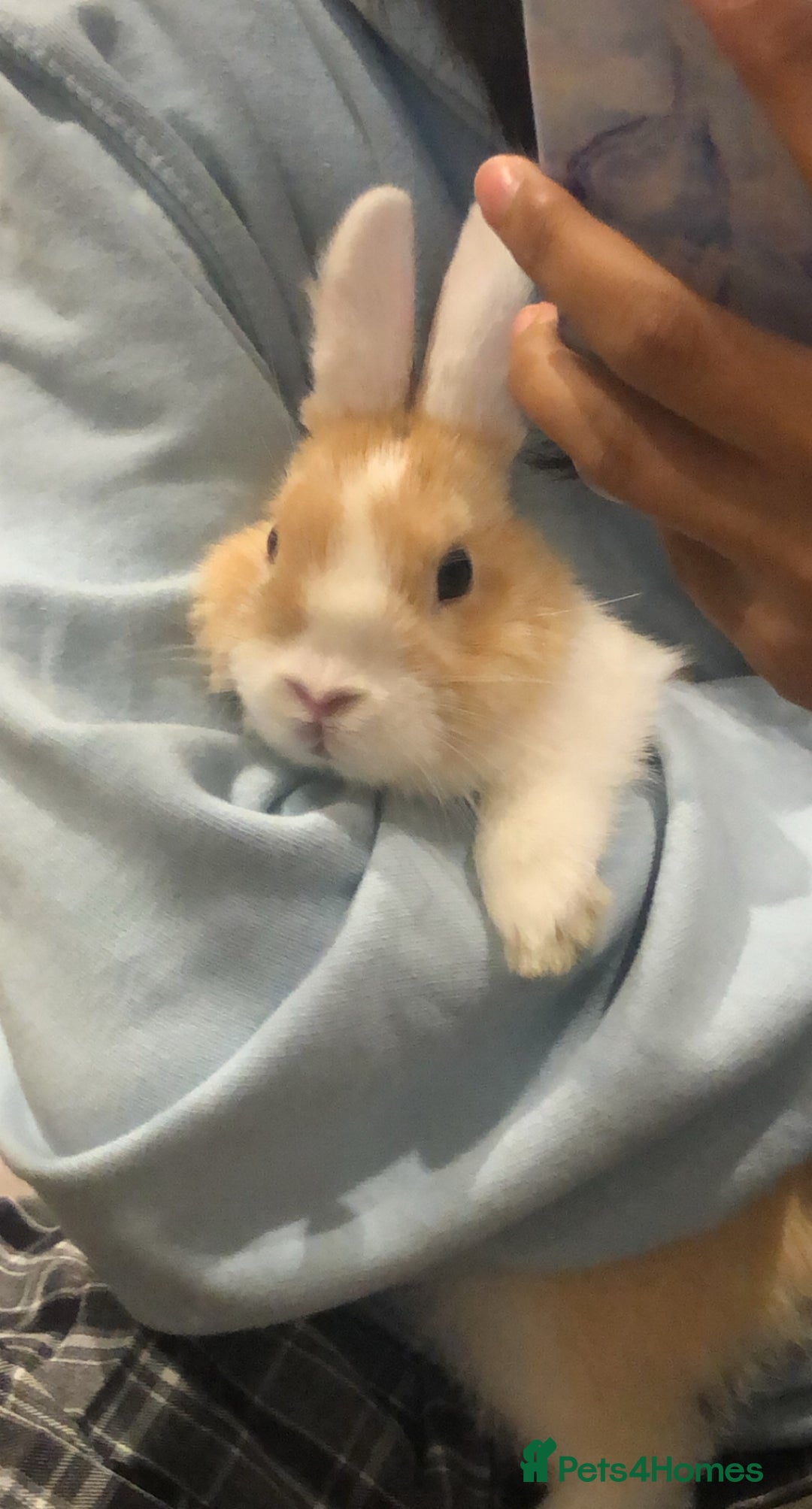Netherland Dwarf rabbits for sale: Nertherland Dwarf/Dutch Rabbit - Read Description  - Image 4