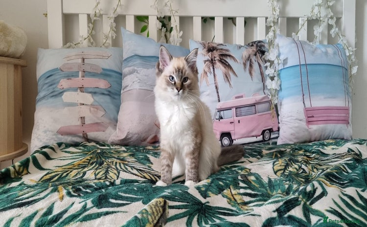 Ragdoll cats - Advert 12