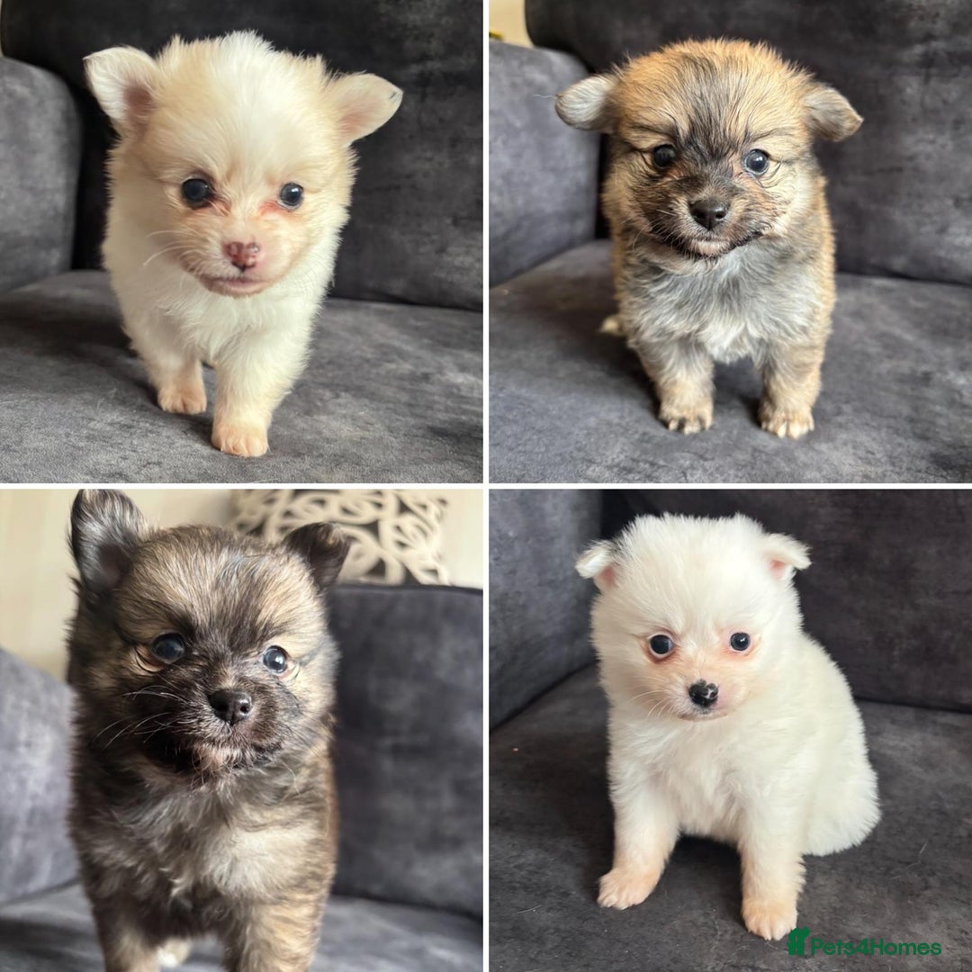 Pomchi dogs for sale: Ready to go 16/07/25  OPEN TO OFFERS - Image 1