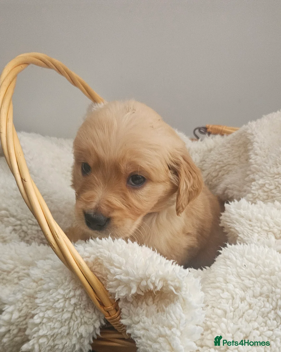 Golden Retriever dogs for sale: Amazing shades long awaited litter - Advert 17