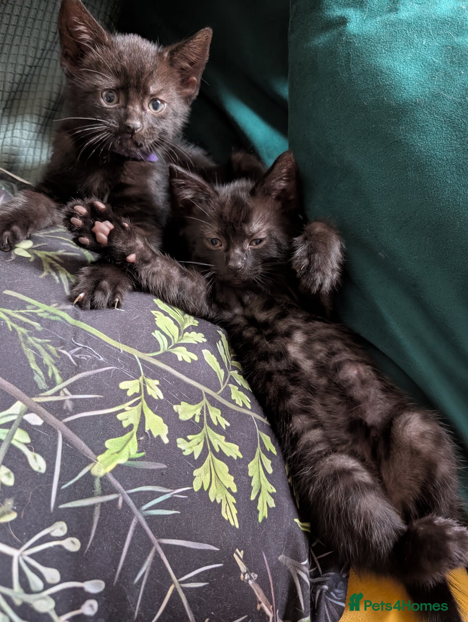 Mixed Breed cats Beautiful Black kittens looking for forever home  - Advert 3
