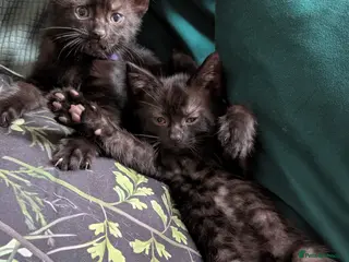 Mixed Breed cats Beautiful Black kittens looking for forever home - Advert 3