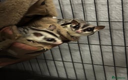 Sugar Glider rodents for sale: Two female sugar gliders with full set up - Image 11