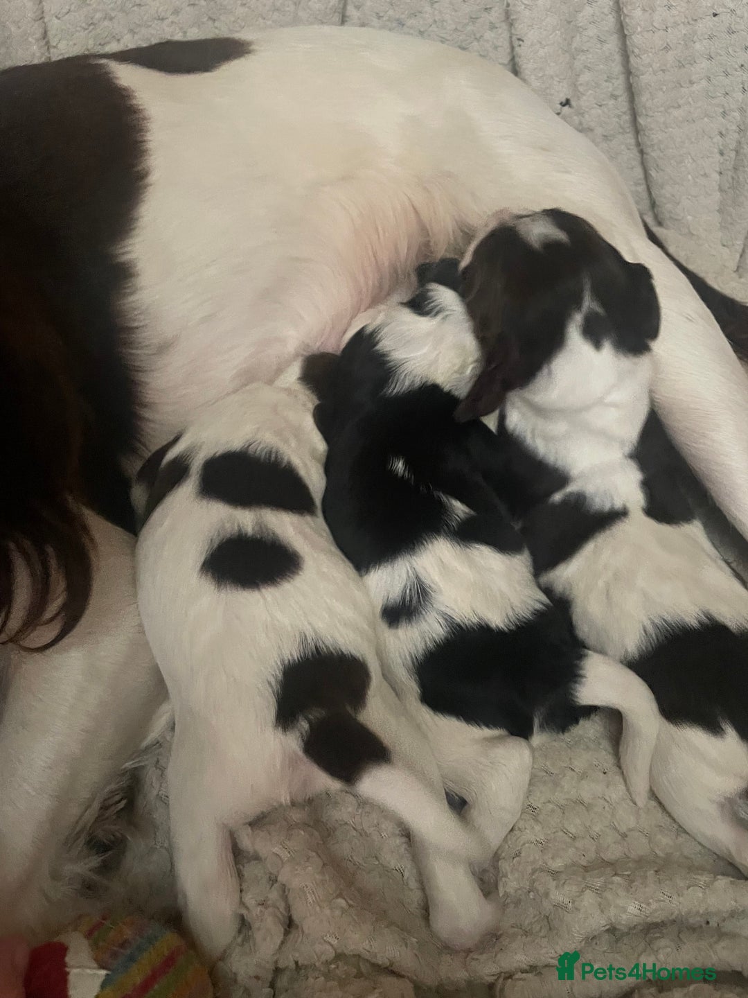 Sprocker dogs for sale: Gorgeous Sprocker Spaniel Puppies 🐶 - Image 3