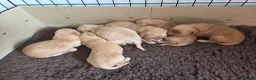 Mixed Breed dogs for sale: Golden Retriever x Cocker Spaniel  - Advert 3