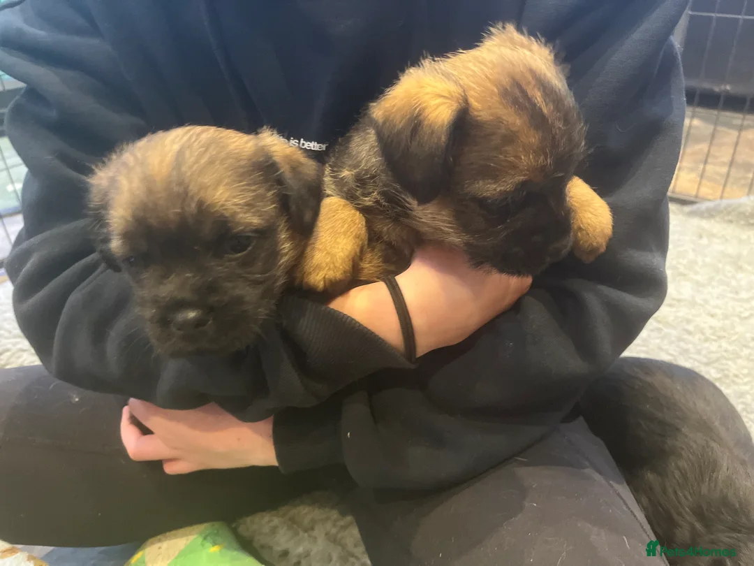 Border Terrier dogs for sale: Beautiful Border Terrier puppies  - Advert 4