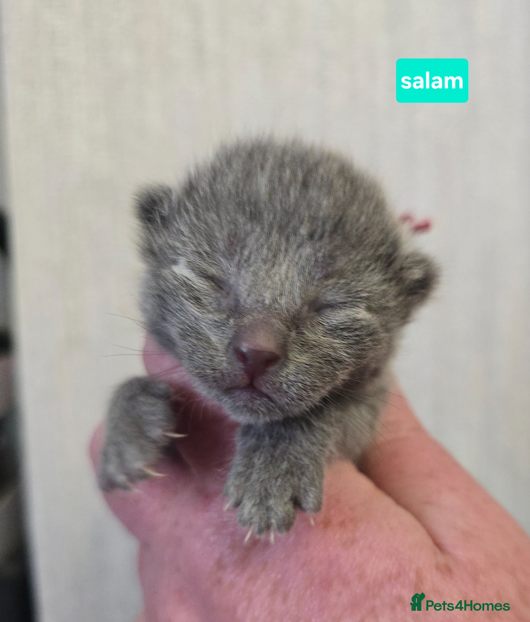 Russian Blue cats Champion Sired Russian Blue Kittens - Advert 6