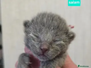 Russian Blue cats Champion Sired Russian Blue Kittens - Advert 6