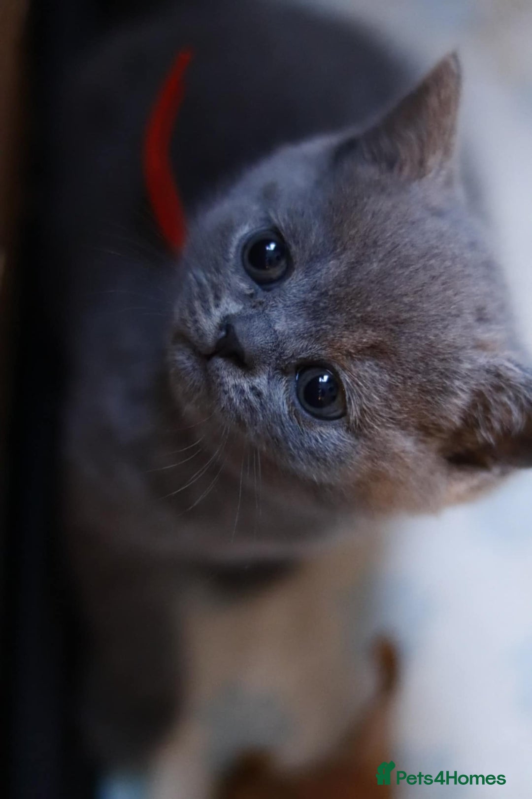 British Shorthair cats for sale: GCCF champ bloodlines Bsh - Image 15