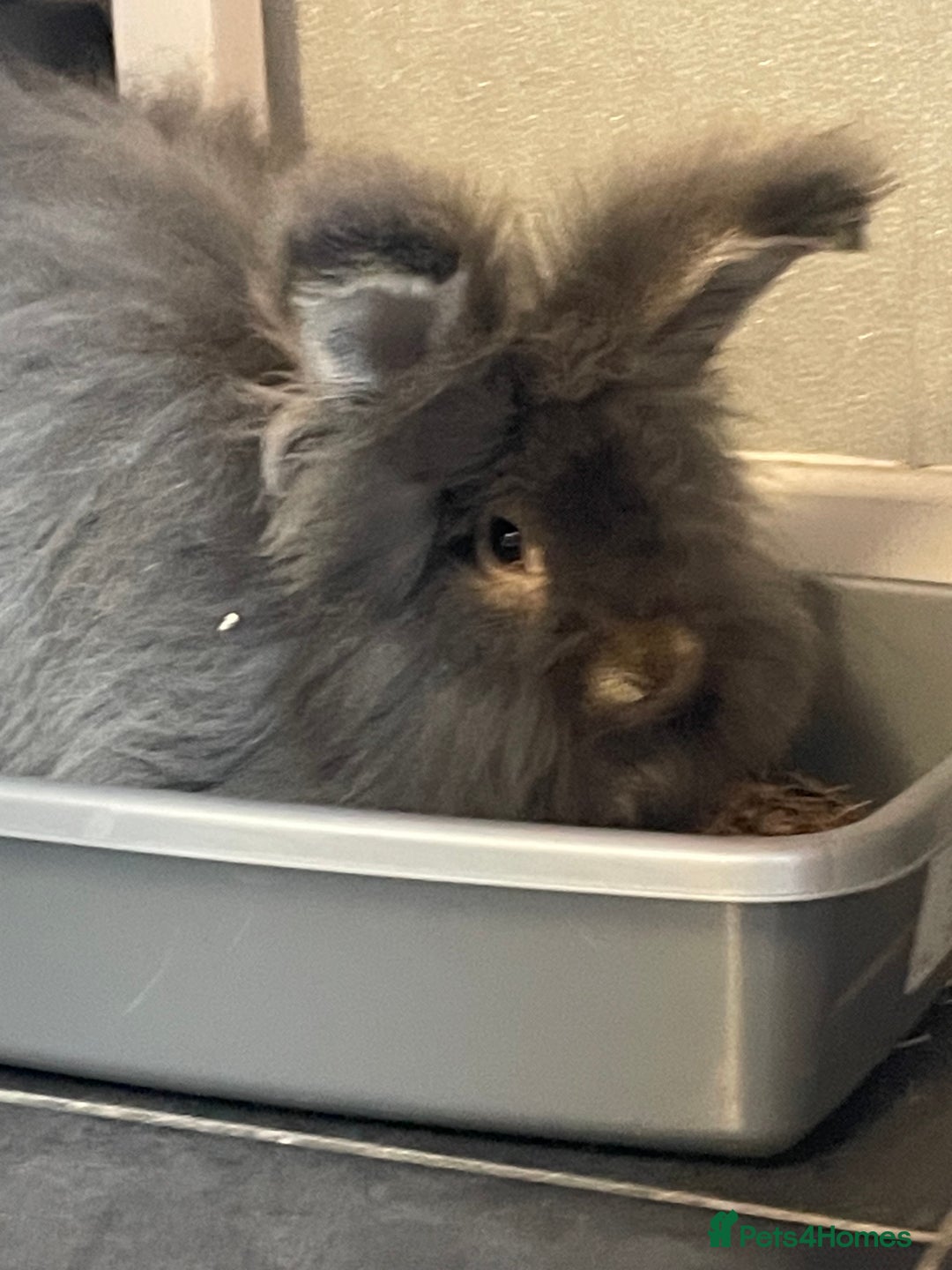 Angora rabbits for sale: Stunning full face angora  - Image 2