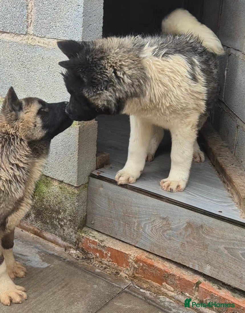 Akita dogs AMERICAN AKITA FEMALES BLACK MASK BEARS - Advert 1