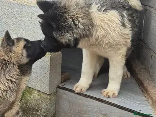 Akita dogs AMERICAN AKITA FEMALES BLACK MASK BEARS - Advert 1
