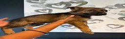 German Shepherd dogs for sale: Beautiful German Shepherd Puppies  - Advert 13