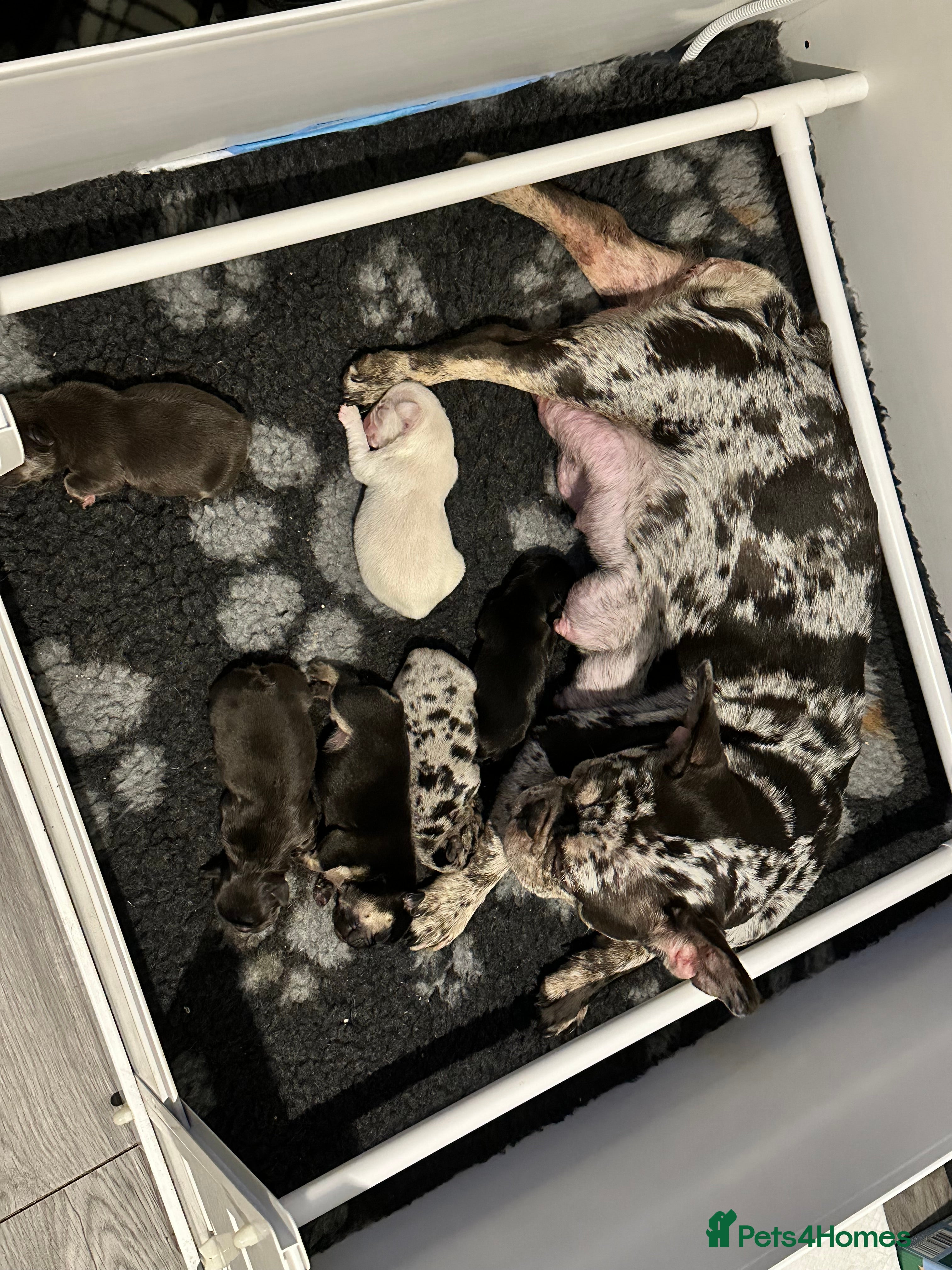 French Bulldog dogs Beautiful French Bulldog puppies  - Advert 1