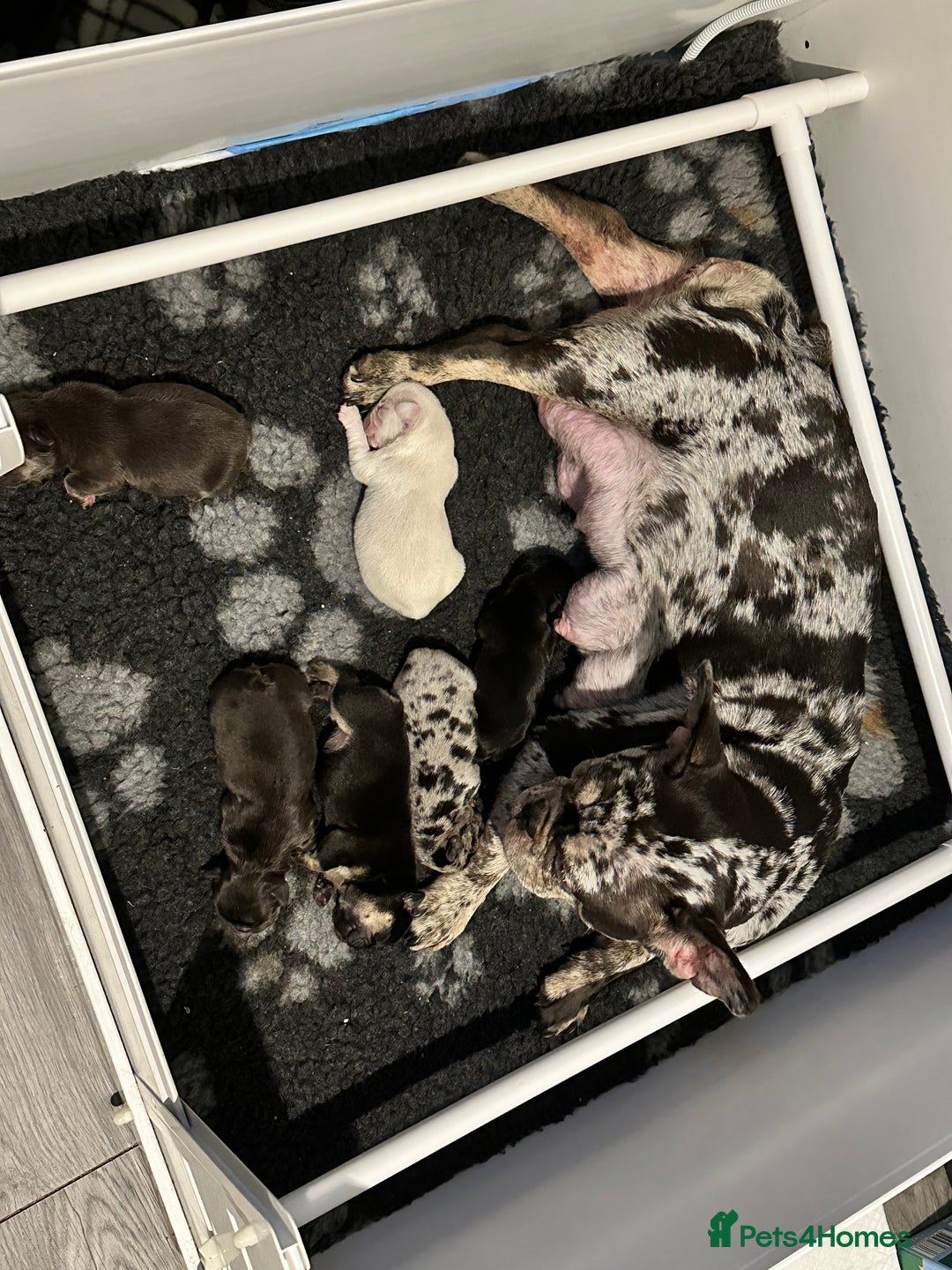 French Bulldog dogs for sale: Beautiful French Bulldog puppies  - Advert 1