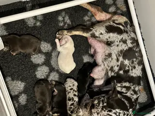 French Bulldog dogs Beautiful French Bulldog puppies - Advert 11