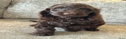 Cockapoo dogs for sale: MERL & CHOCOLATE F1COCKERPOOS HEALTH TESTED PARENT - Advert 15