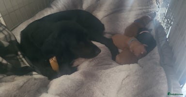 Cocker Spaniel dogs - Advert 12