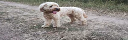 Mixed Breed dogs for stud: Cavapoo F1B ready for stud - Advert 2