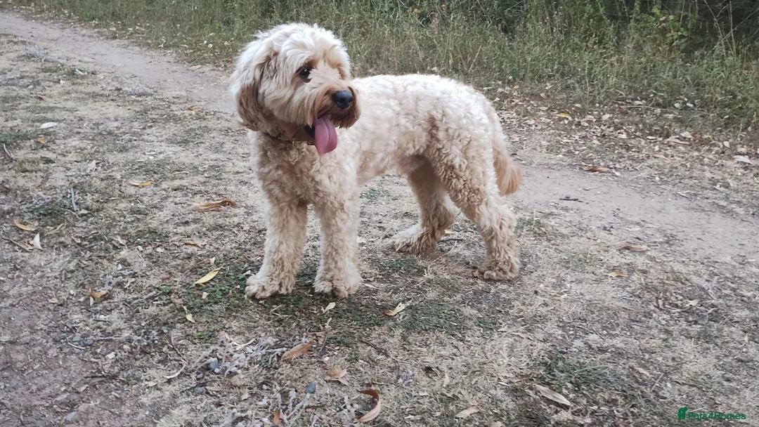 Mixed Breed dogs for stud: Cavapoo F1B ready for stud - Advert 2