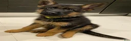 German Shepherd dogs for sale: Five lovely German shepherd puppies ready now  in Bath - Advert 3