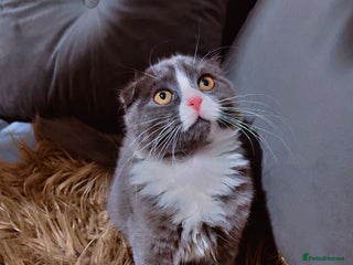 Scottish Fold cats - Advert 1