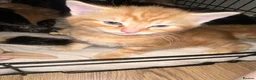 Mixed Breed cats for sale: Baby’s need a new loving home  - Advert 22