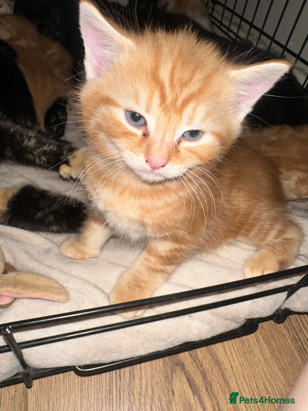 Mixed Breed cats for sale: Baby’s need a new loving home  - Advert 22