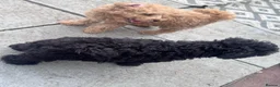 Toy Poodle dogs for sale: Beautiful Toy Poodle Puppies❤️🐾🐩 - Advert 10