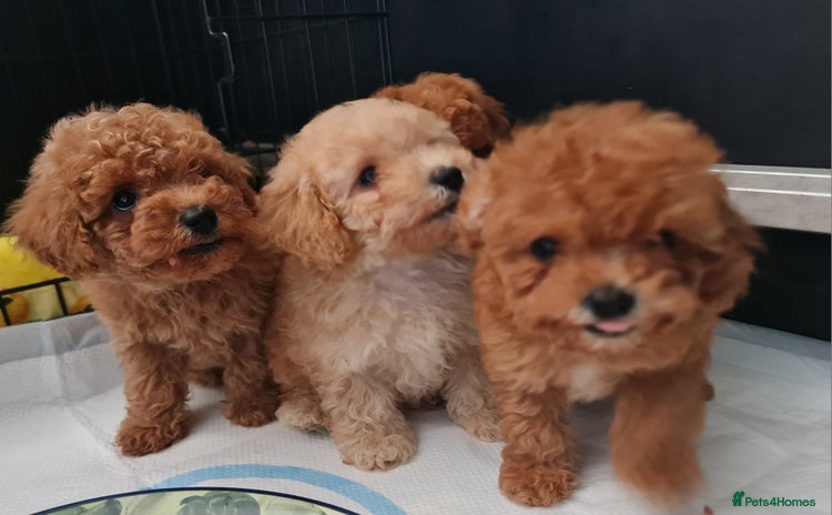 Toy Poodle dogs - Advert 1