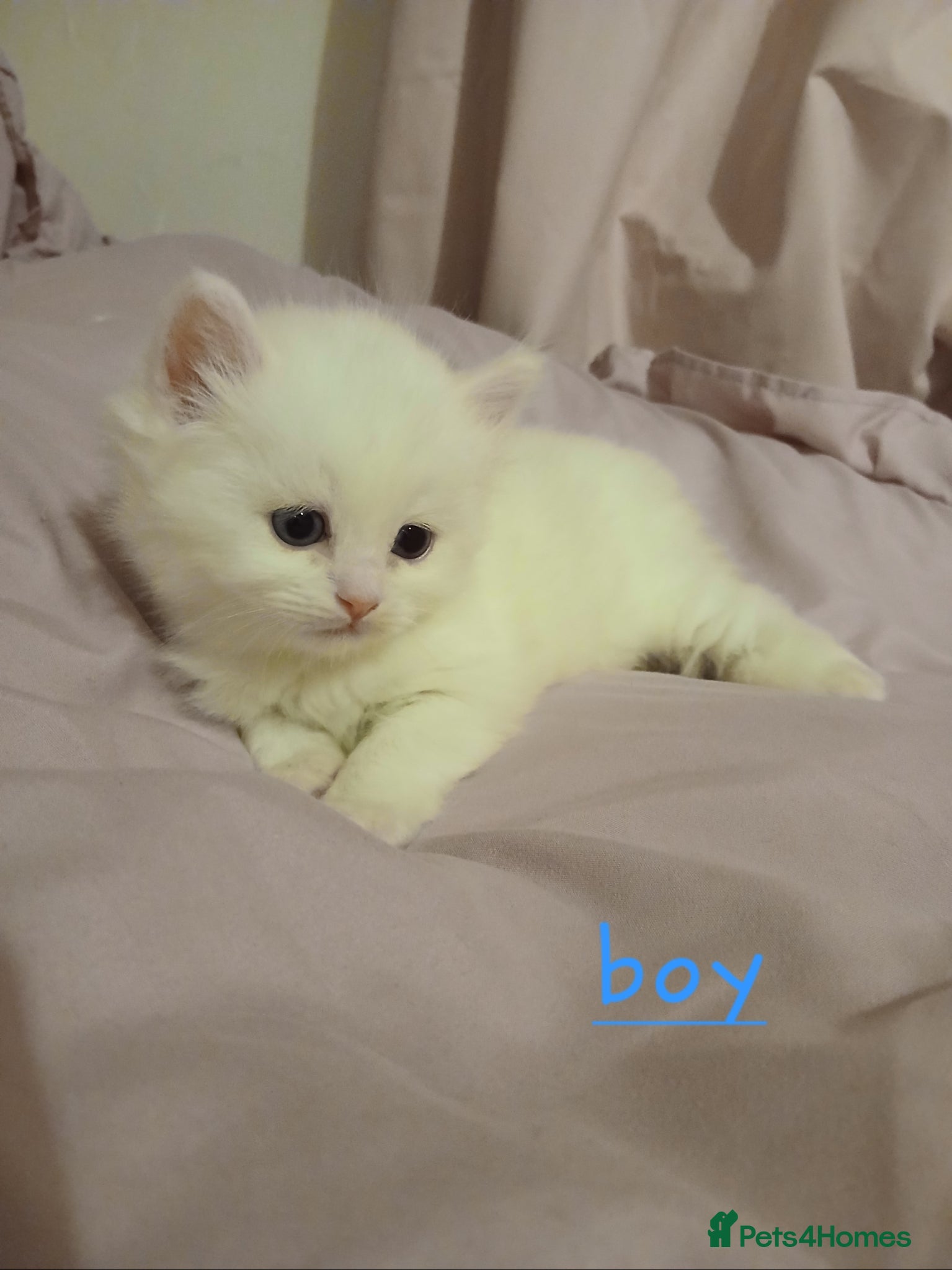 Turkish Angora cats **Angoradoll Kittens** - Advert 4